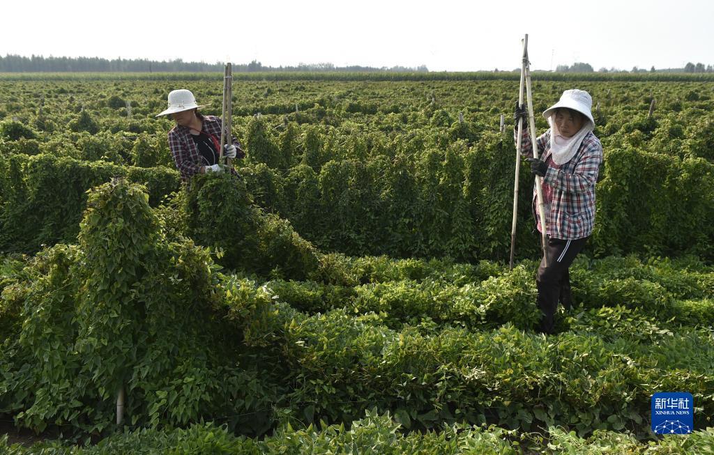 菠菜导航网